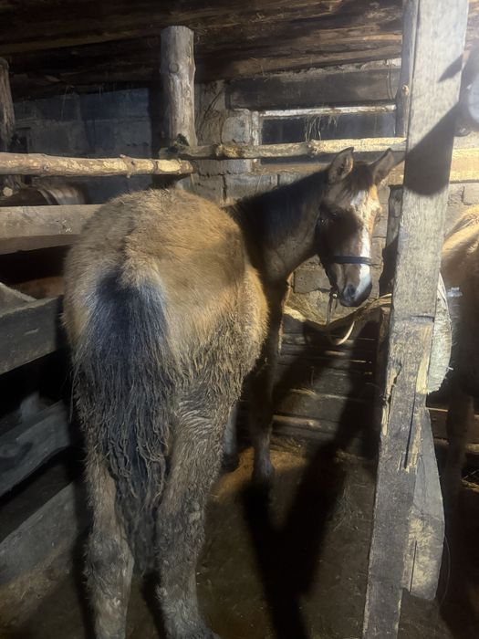 Продам жабагы г. Атбасар