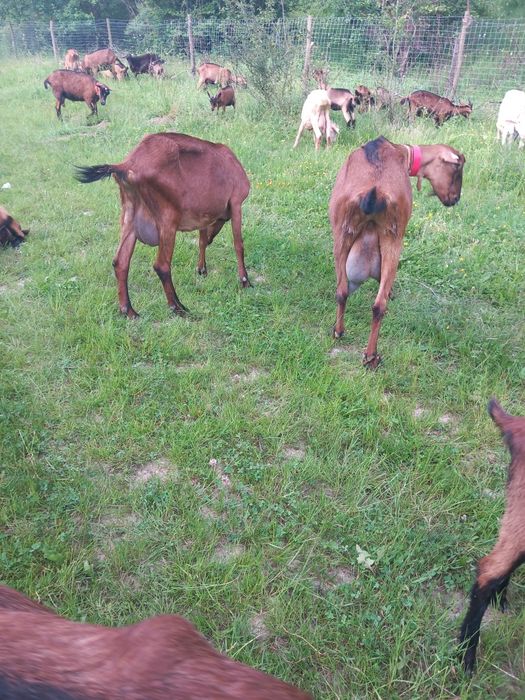 Vand sau schimb capre  cu vacă