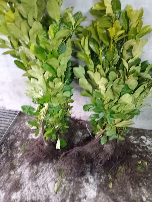 Vănd laur englezesc