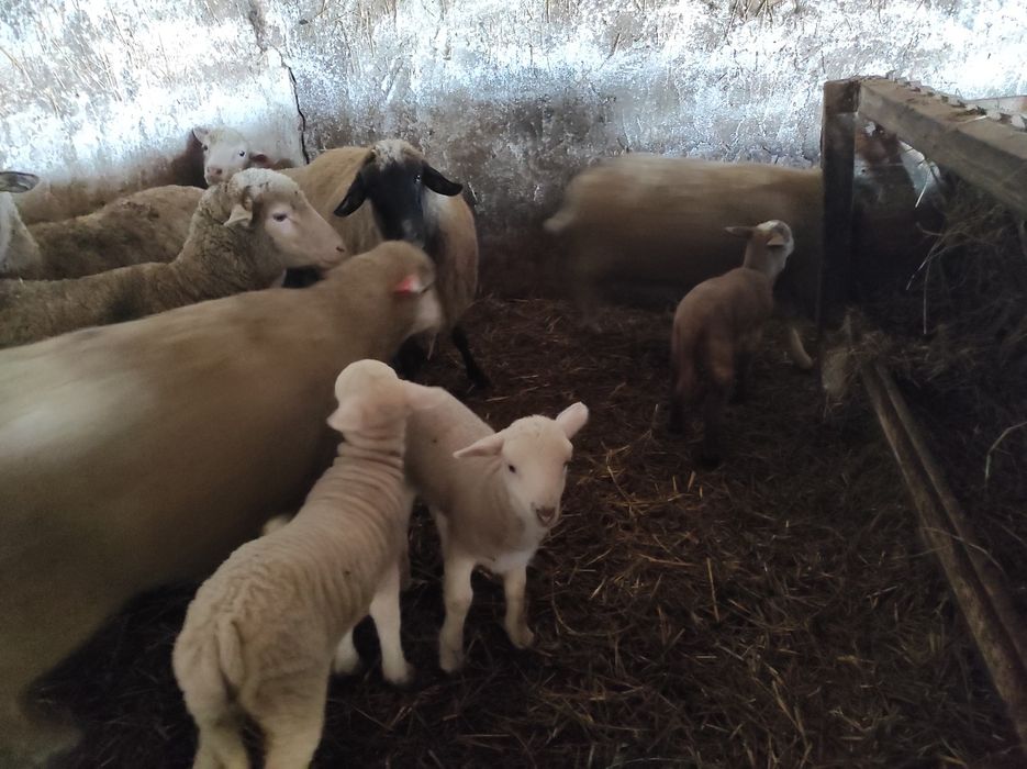 Vând oi cu miei.           .