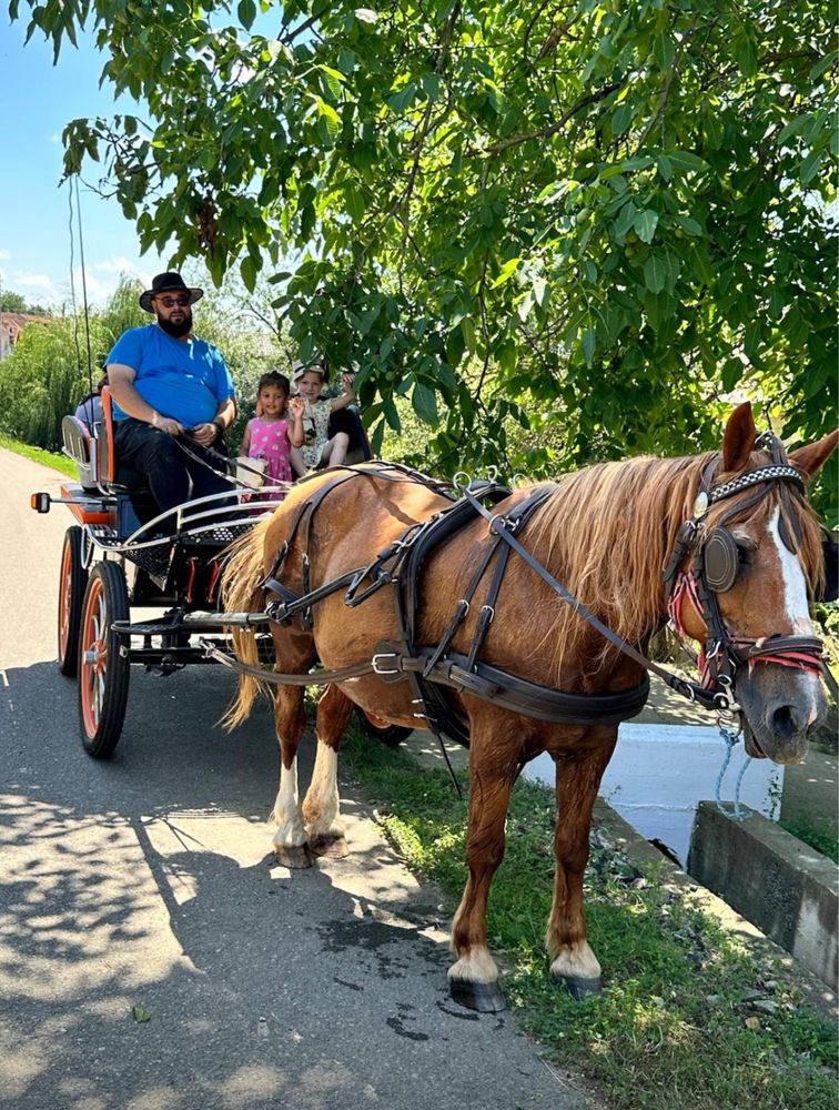 Șaretă de vânzare – model tip maraton, unicat, comandă specială