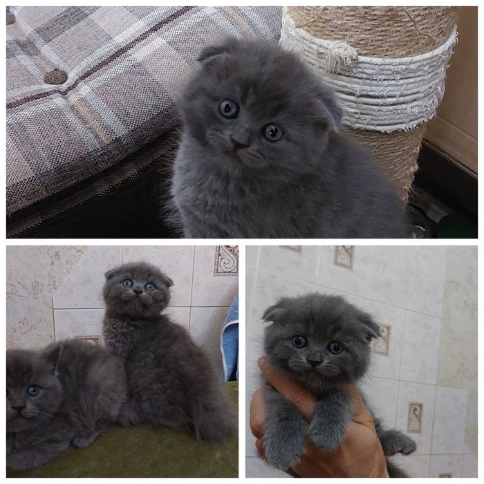 Продаются Скотиш Фолд и Страйт