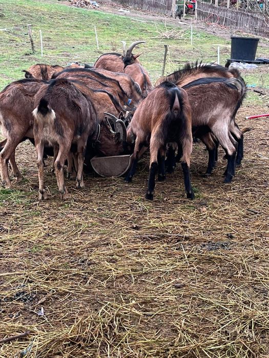 Capre alpine gestante