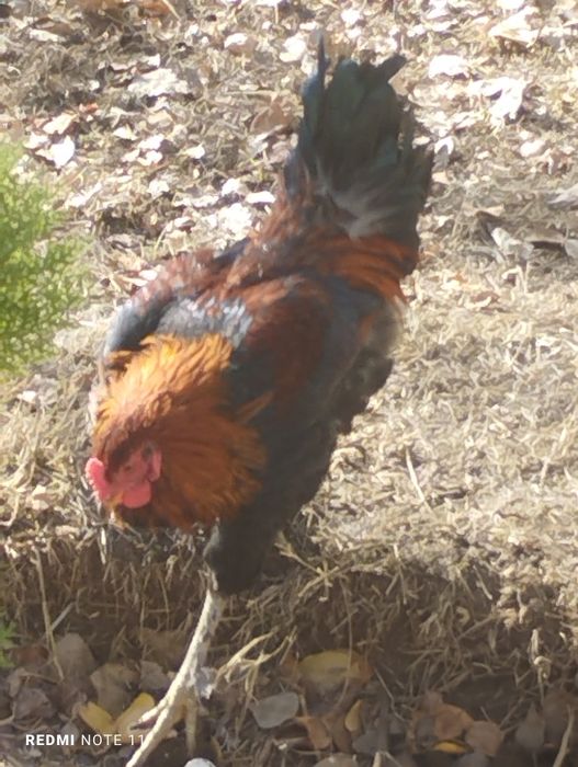 Продается куры...