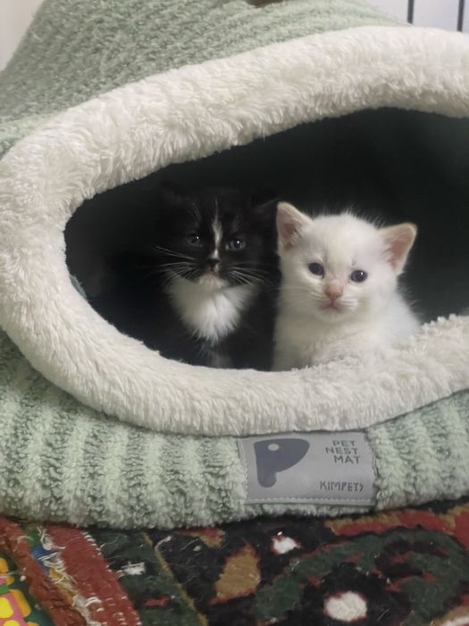 Отдам котят в добрые руки!!!