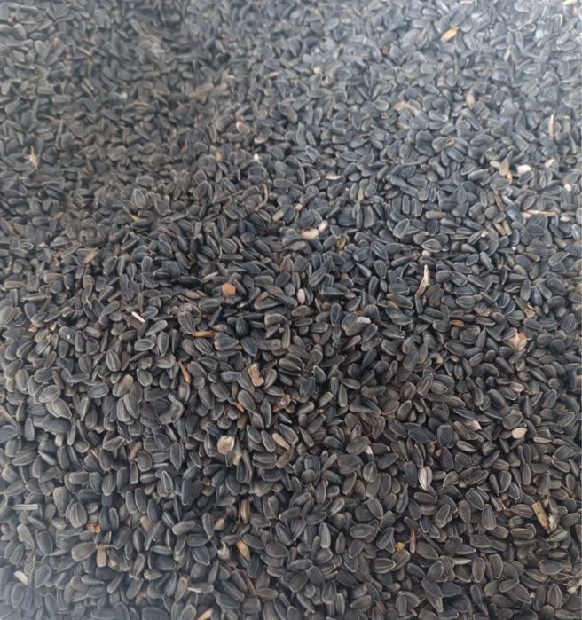 Vand 40 tone floarea soarelui