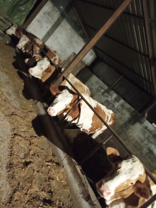 Vand lot de 10  Vaci Gestante si de lapte