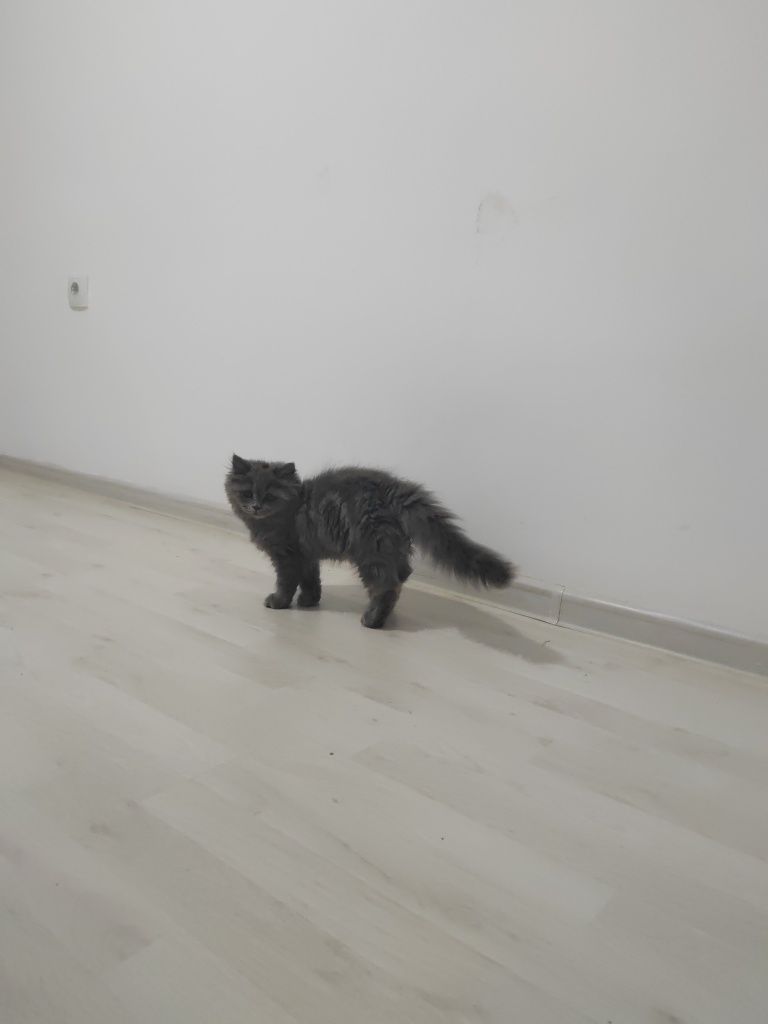 Скоттиш фолд, скоттиш страйт