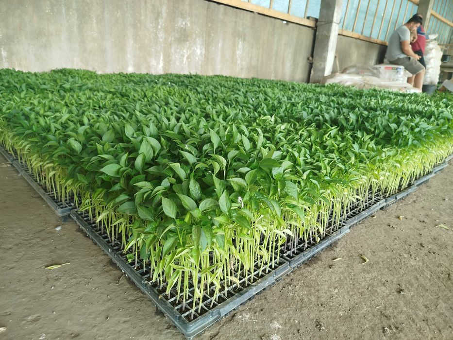 Ardei Gogoșar pritania