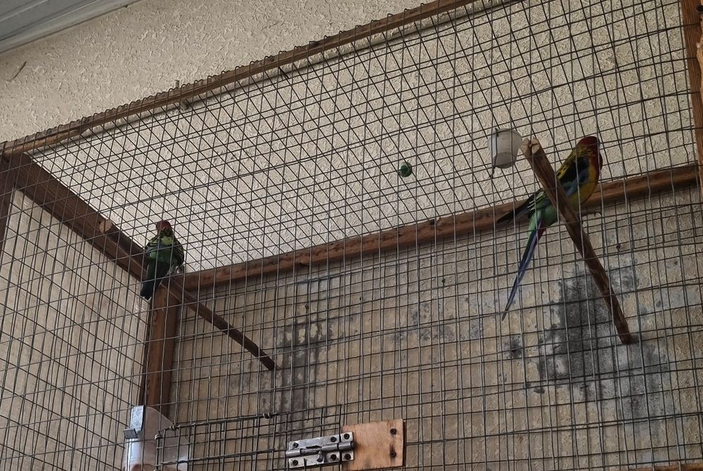 Розелла пара 250$