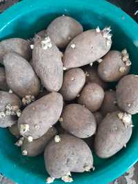 Продам семенной картофель в Алге
