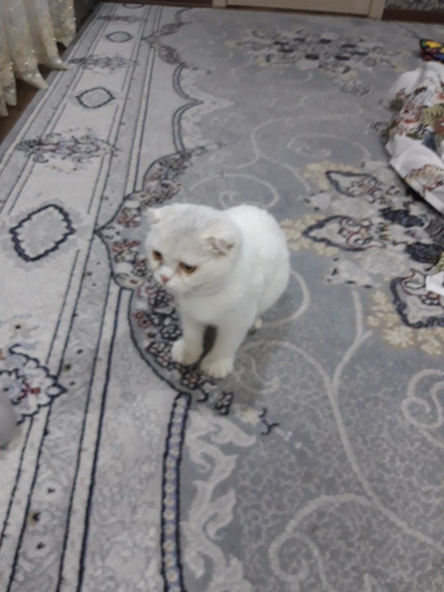 Продается кошка девочка