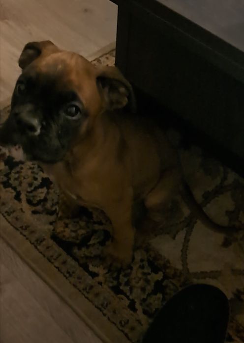 Caine mascul doua luni