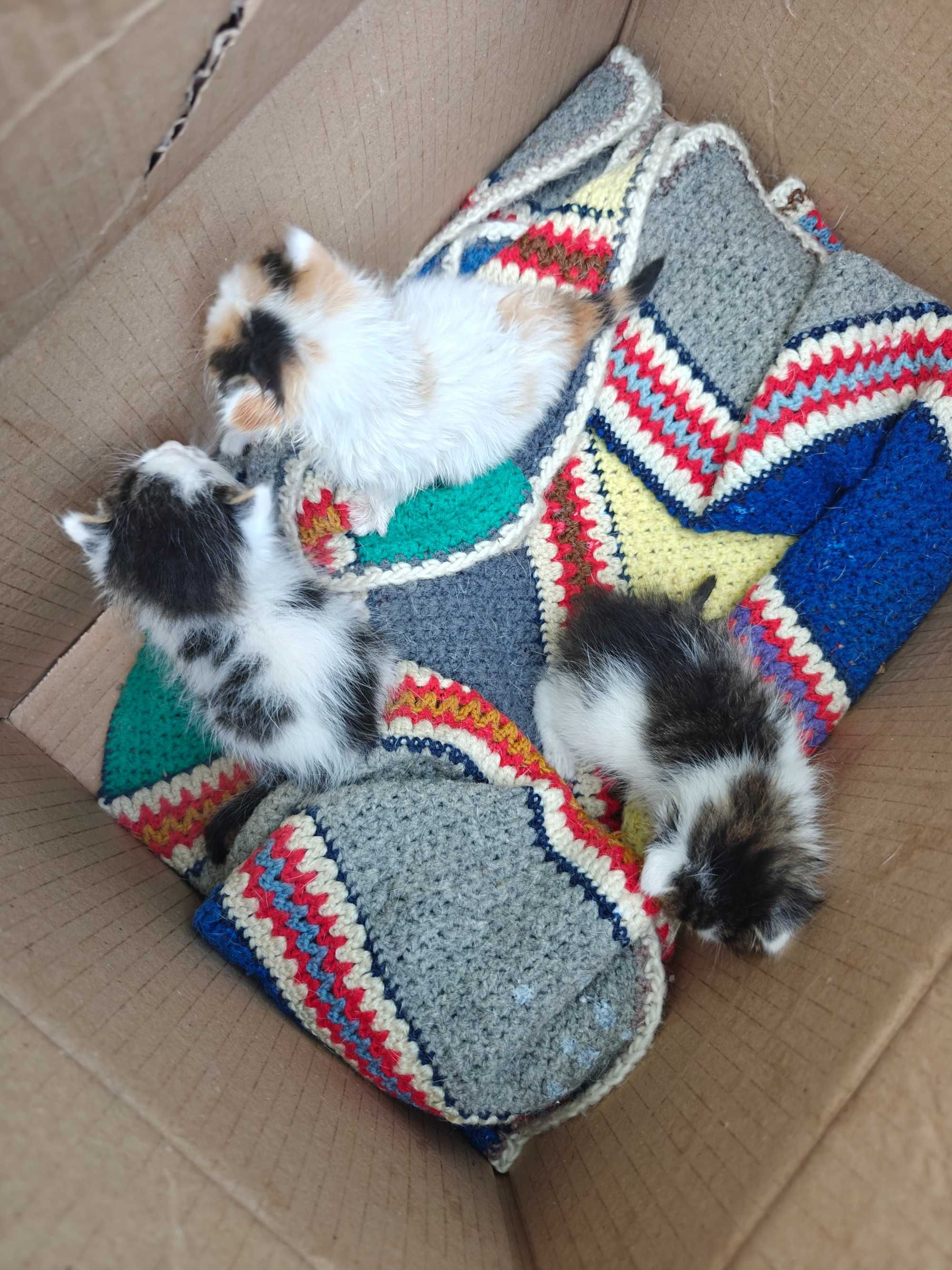 Подаряват се котета