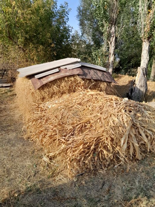 Продаётся клевер