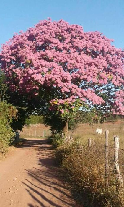 Pomi Ornamentali  paulownia  tomentosa