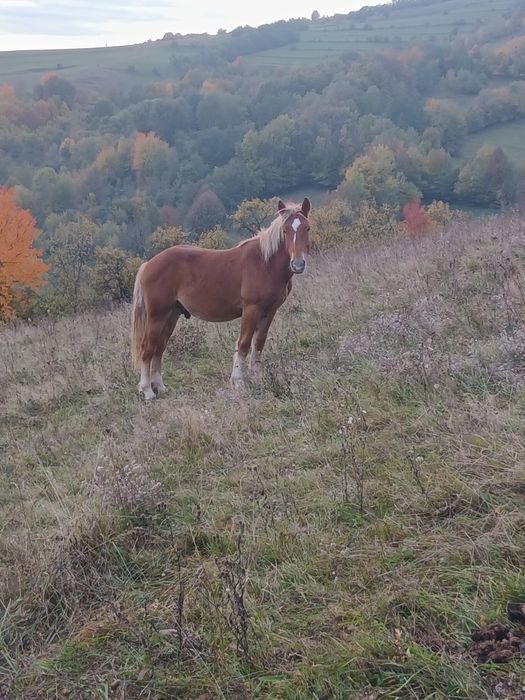 De vânzare pereche de mânji de un an jumate frați de tată