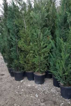 Leylandii Verde Auriu Pentru Gradina sau curte , Transport gratuit