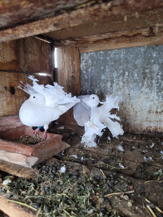 vand sau schimb pe cereale porumbei curcanasi