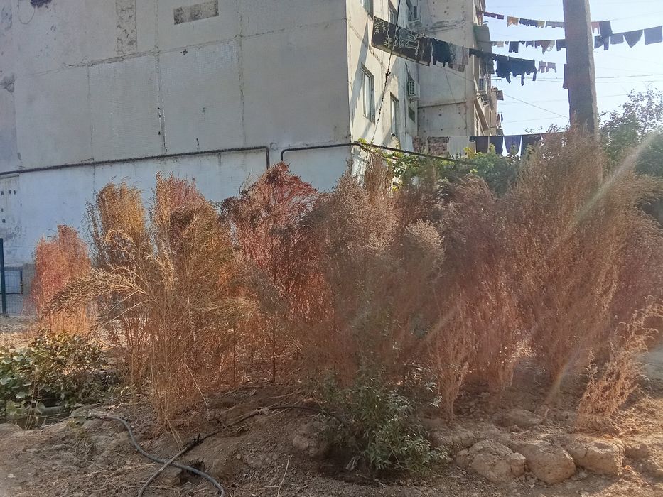 Hovli va ko‘cha supirgisi