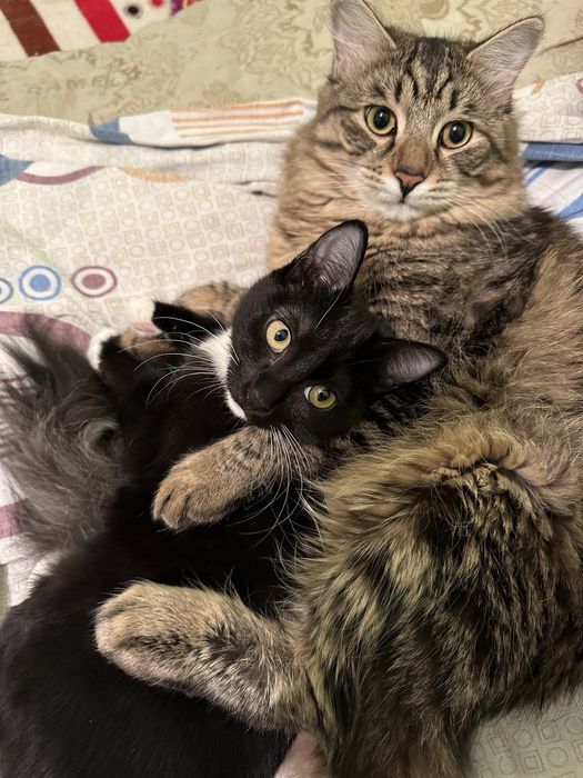 Отдам котёнка мальчика