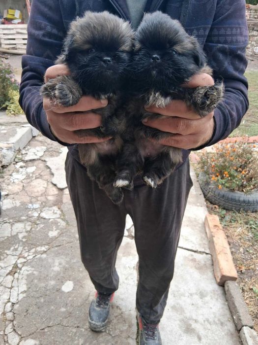 Продавам пекинези