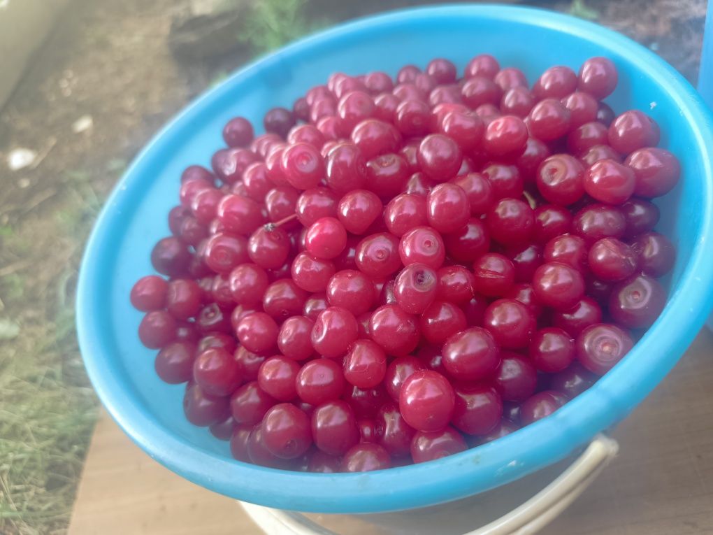 Продается Вишня домашняя