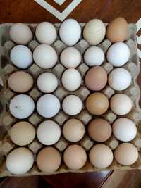 Продаются инкубационные яйцо