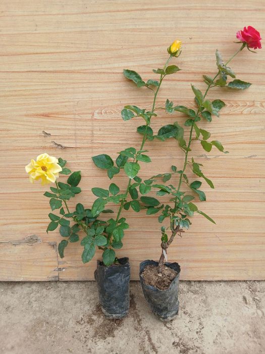 Гуллар тувакда сотилади