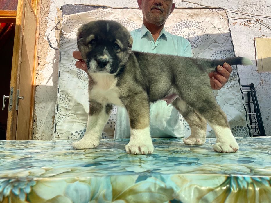 Щенок Алабая ( Супер Гигант ) чистокровный