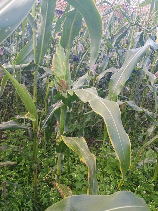 Продавам бяла царевица