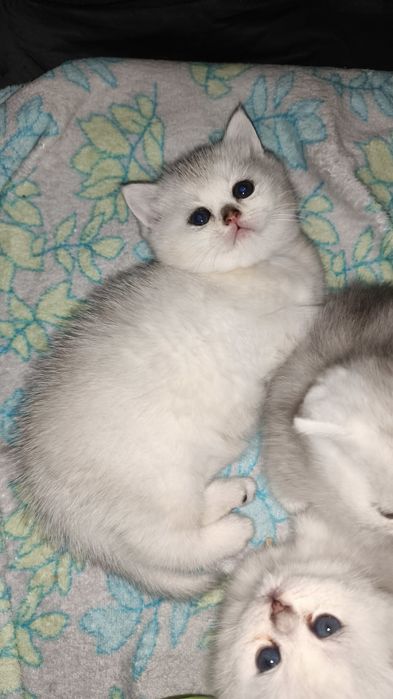 Продаётся чистокровный шотландский котёнок скоттиш-страйт мальчик