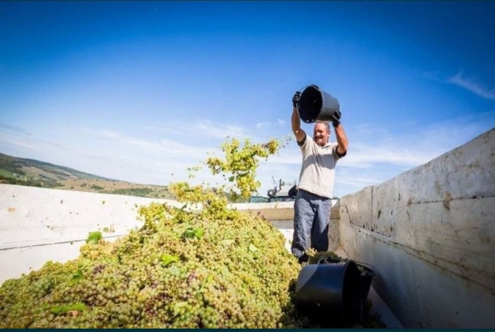 Vand struguri de vin producție 2025