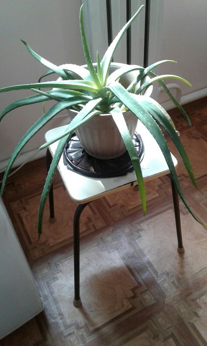 Продам цветок алоэ(столетник) за 3500 тенге