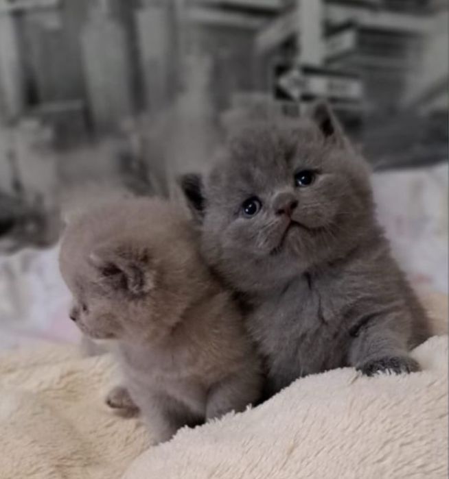 Котята породистые