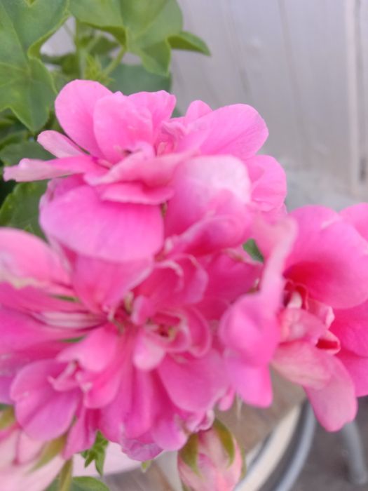 Черенки сортовых Пеларгоний