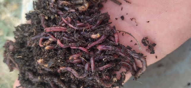 Экологические чистые,Калифорнийские черви для удобрения(биогумус)