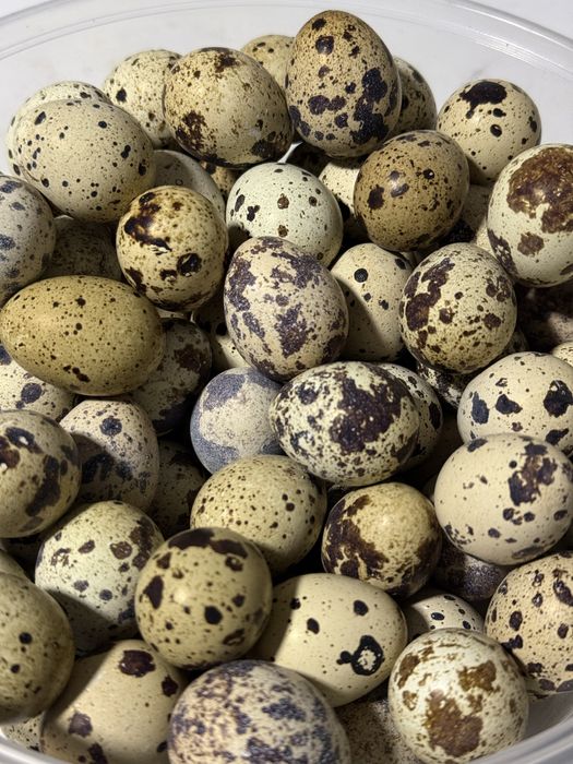 Beliy gigant bedana tuxumlari