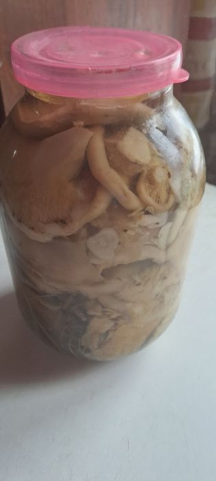 Грибы грузди грибы