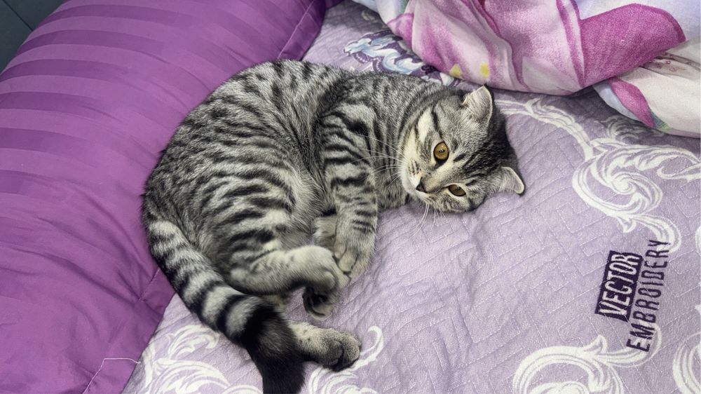 шатланский кошка