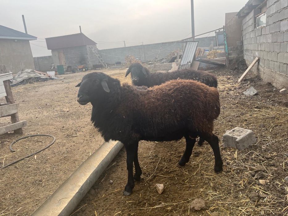 Құйрықты қошқар сатылады