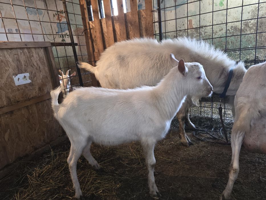 Țap Sannen ciut genetic