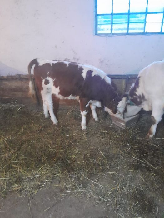 Vițel si vitea detalii la nr afisat