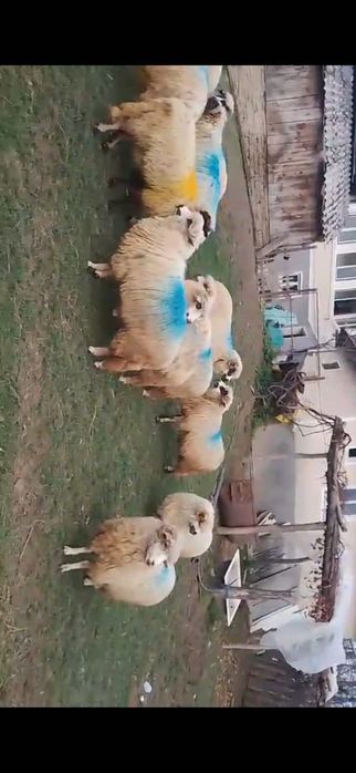 Oi de vânzare- 16 miorițe și un berbec