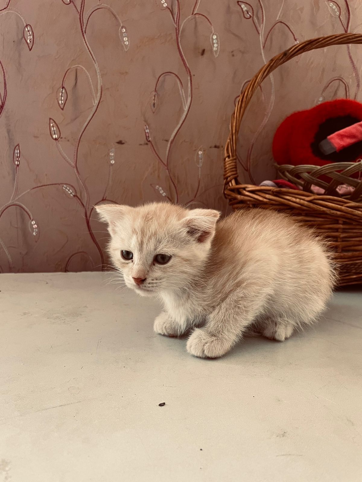 Шотланские вислоухий котенок