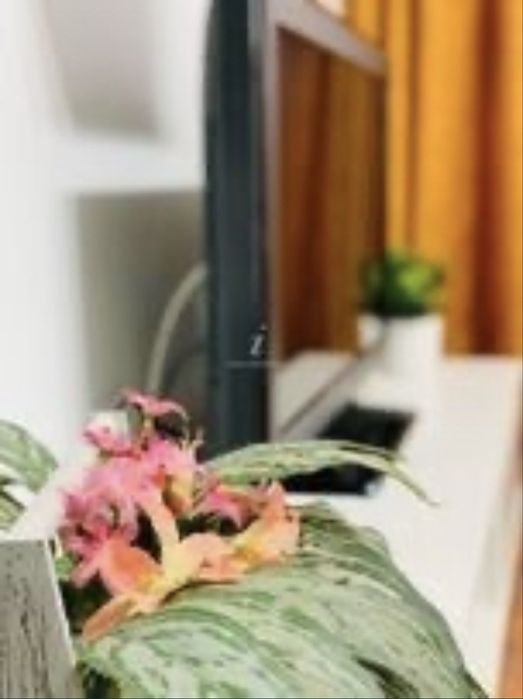 Apartament 2 camere, cazare,  Regim hotelier City Mall,Tomis Nord