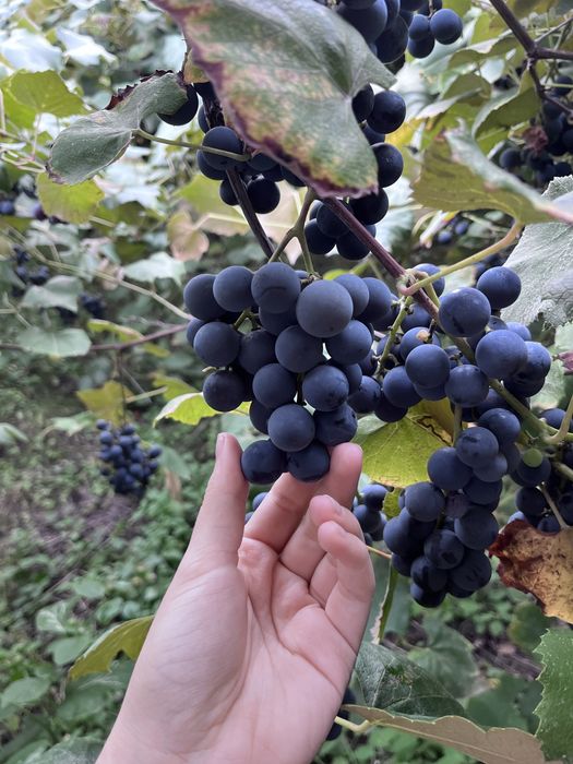 Struguri pentru vin