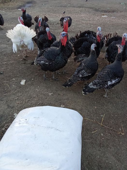 Vind curci și curcani