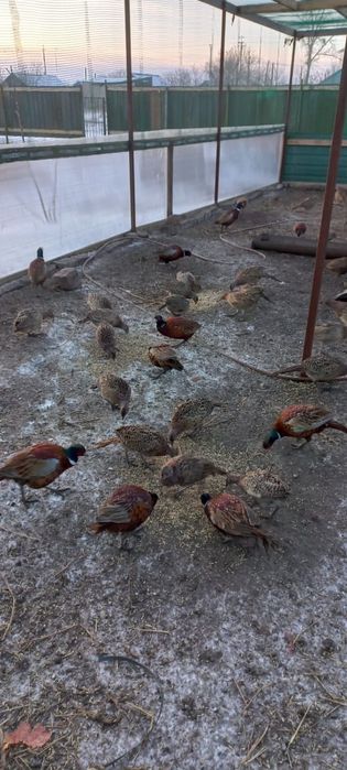 Фазан  охотничий