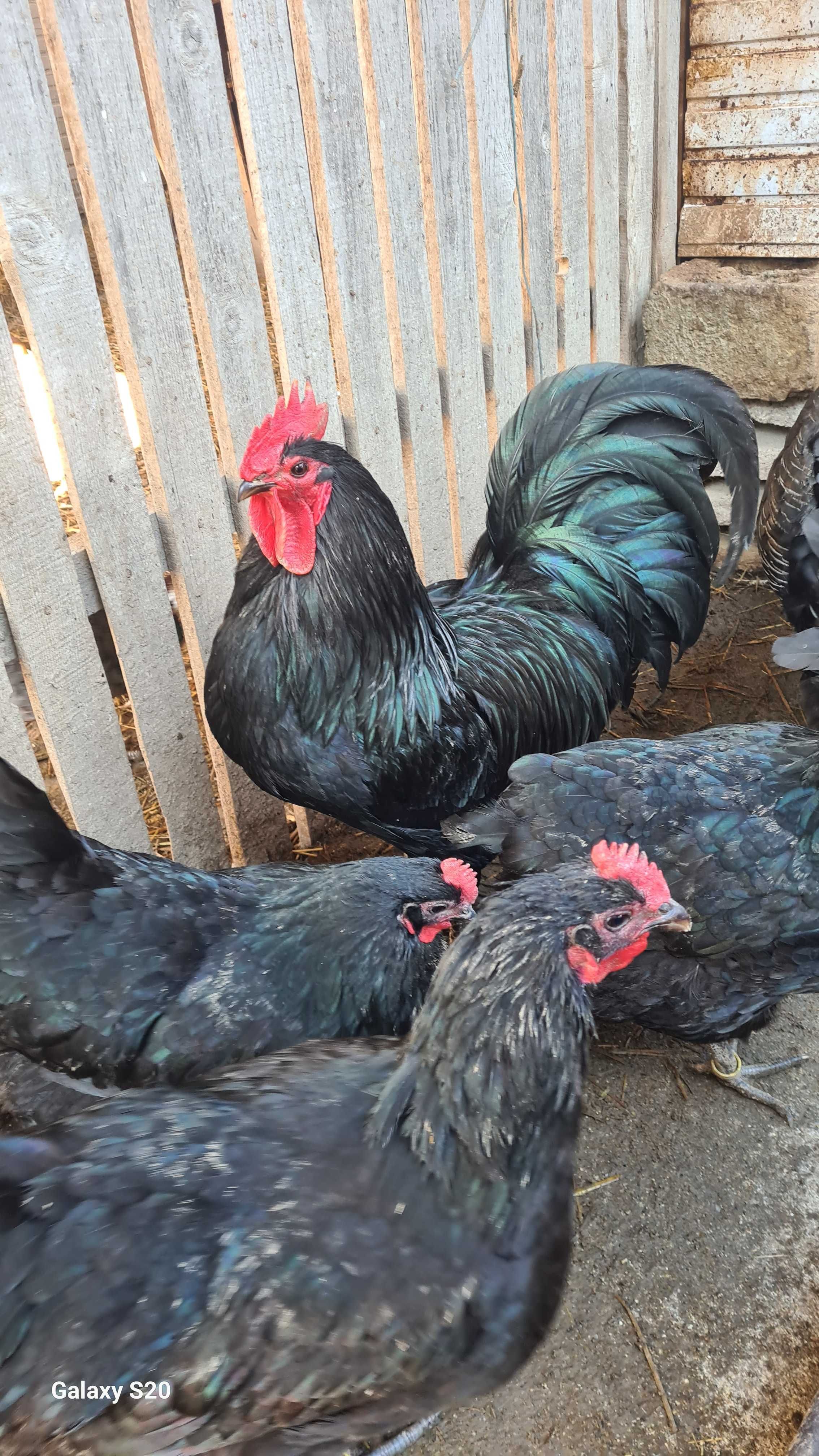 Pui australorp negru